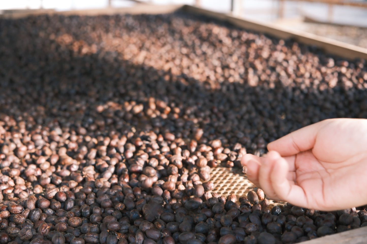 China Project One Light Peach Oolong - Control Yeast