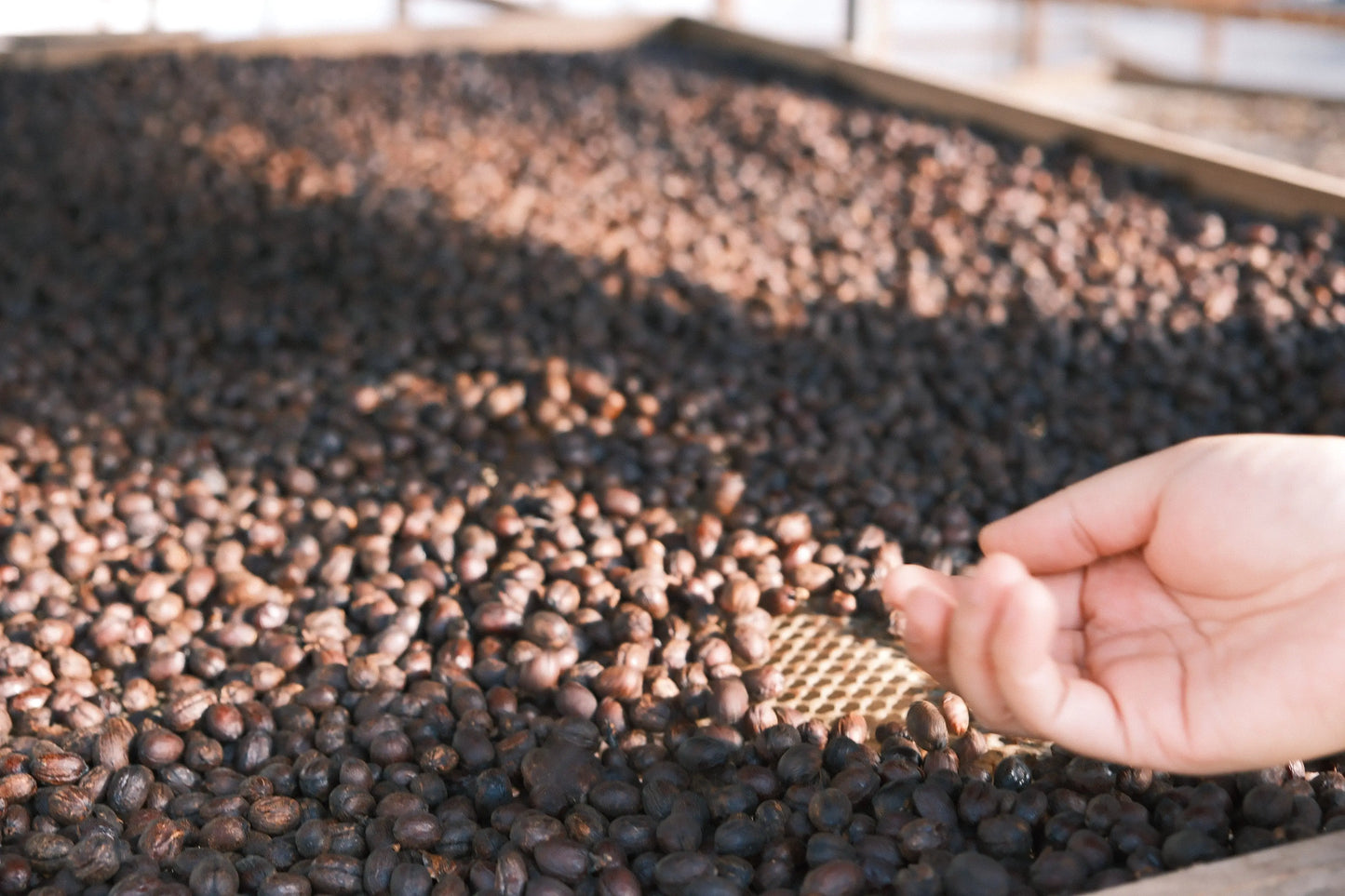 China Project One Light Peach Oolong - Control Yeast V5COFFEE