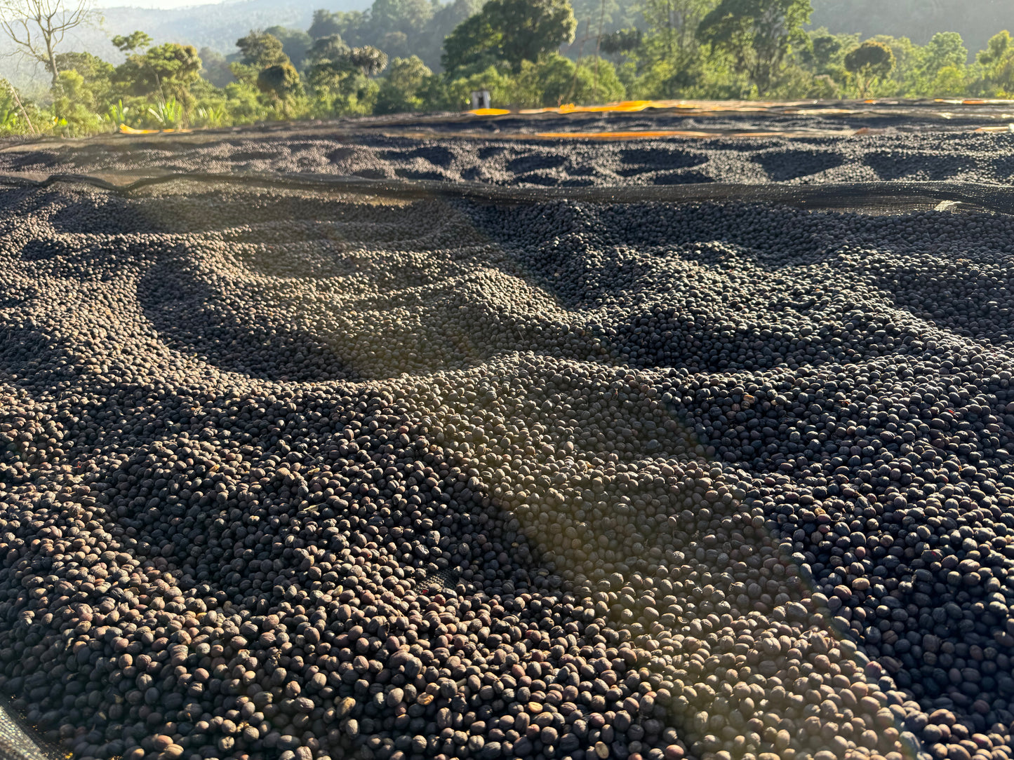 Ethiopia Chelbesa Anaerobic Natural V5COFFEE