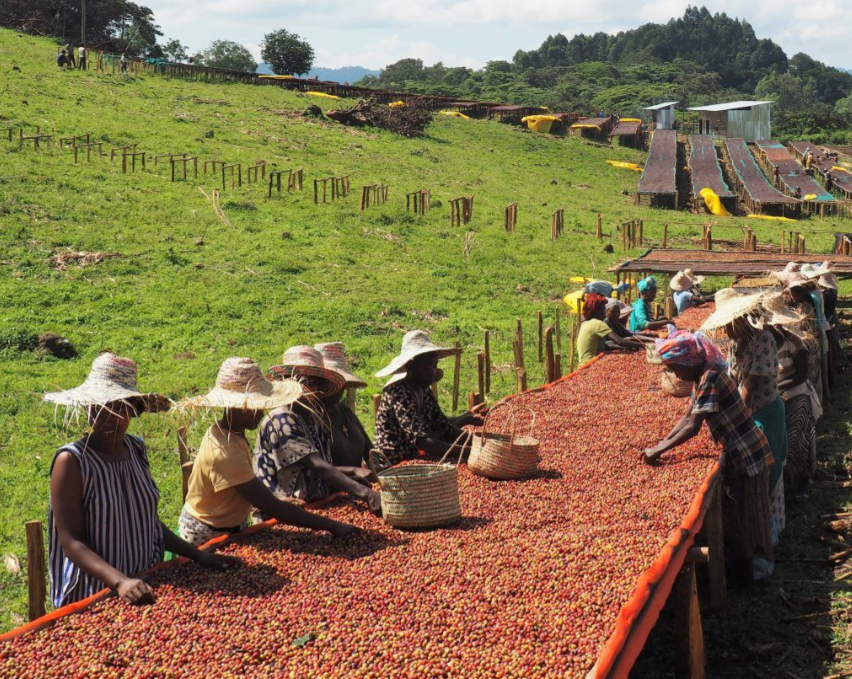 The Ethiopian Trilogy Bundle 3.0 V5COFFEE