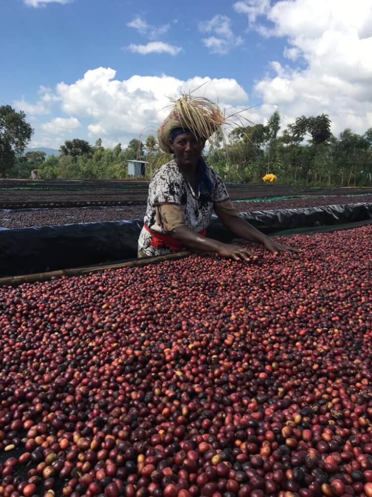Ethiopia Shantawene Natural V5COFFEE