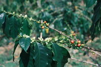 China Project One Light Peach Oolong - Control Yeast V5COFFEE