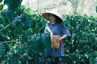 China Project One Light Peach Oolong - Control Yeast V5COFFEE