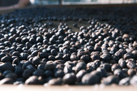 China Project One Light Peach Oolong - Control Yeast V5COFFEE
