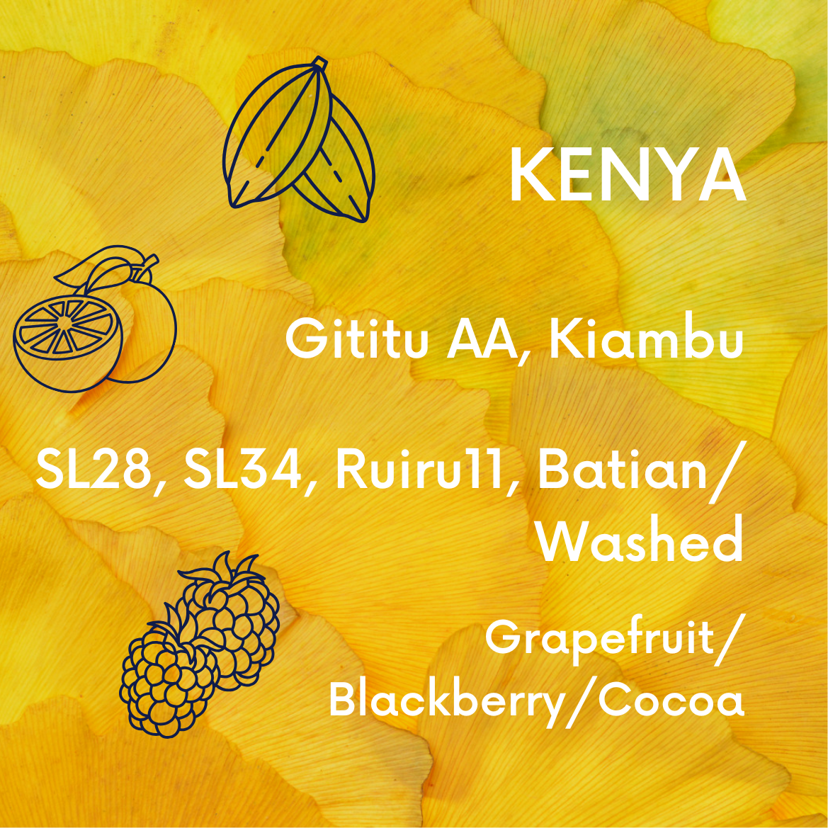 Kenya Gititu AA | Washed V5COFFEE
