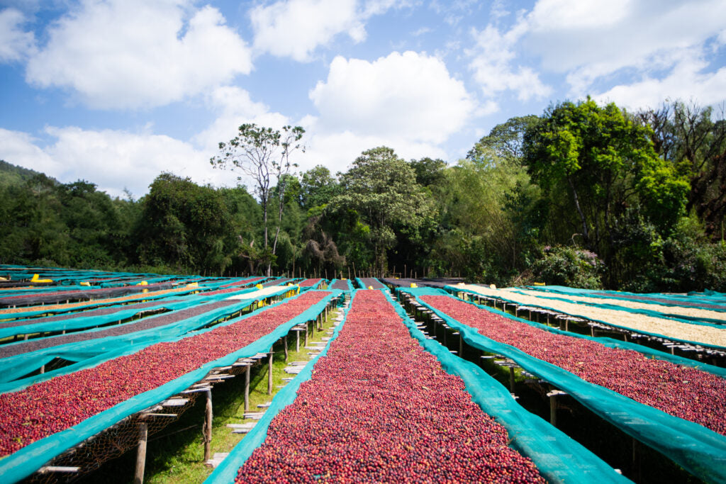 Ethiopia Alo Murago - Natural