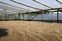 Colombia Finca La Providencia Gesha V5COFFEE