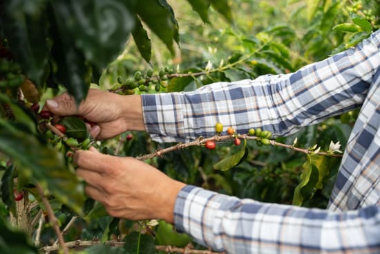 Colombia Natalia Lezama Ramirez Gesha Natural V5COFFEE