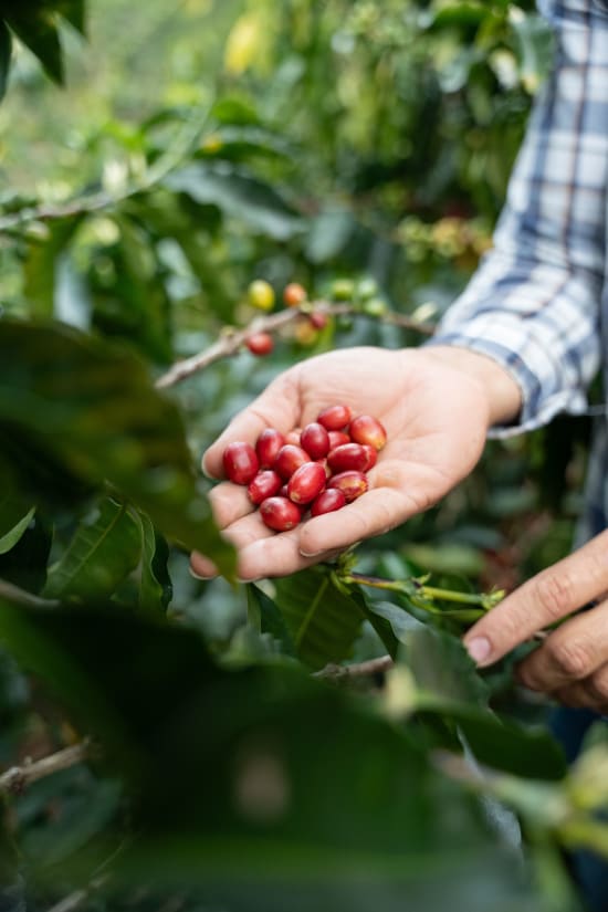 Colombia Natalia Lezama Ramirez Gesha Natural V5COFFEE