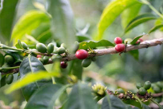 Colombia Natalia Lezama Ramirez Gesha Natural V5COFFEE