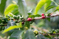 Colombia Natalia Lezama Ramirez Gesha Natural V5COFFEE