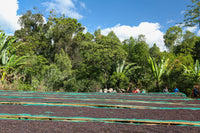 Ethiopia Banko Gotiti Washed V5COFFEE