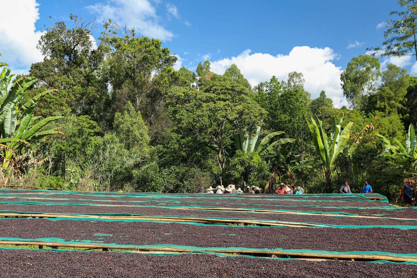 Series 02 // The Dual Origin Masterclass Collection | Colombia x Ethiopia V5COFFEE