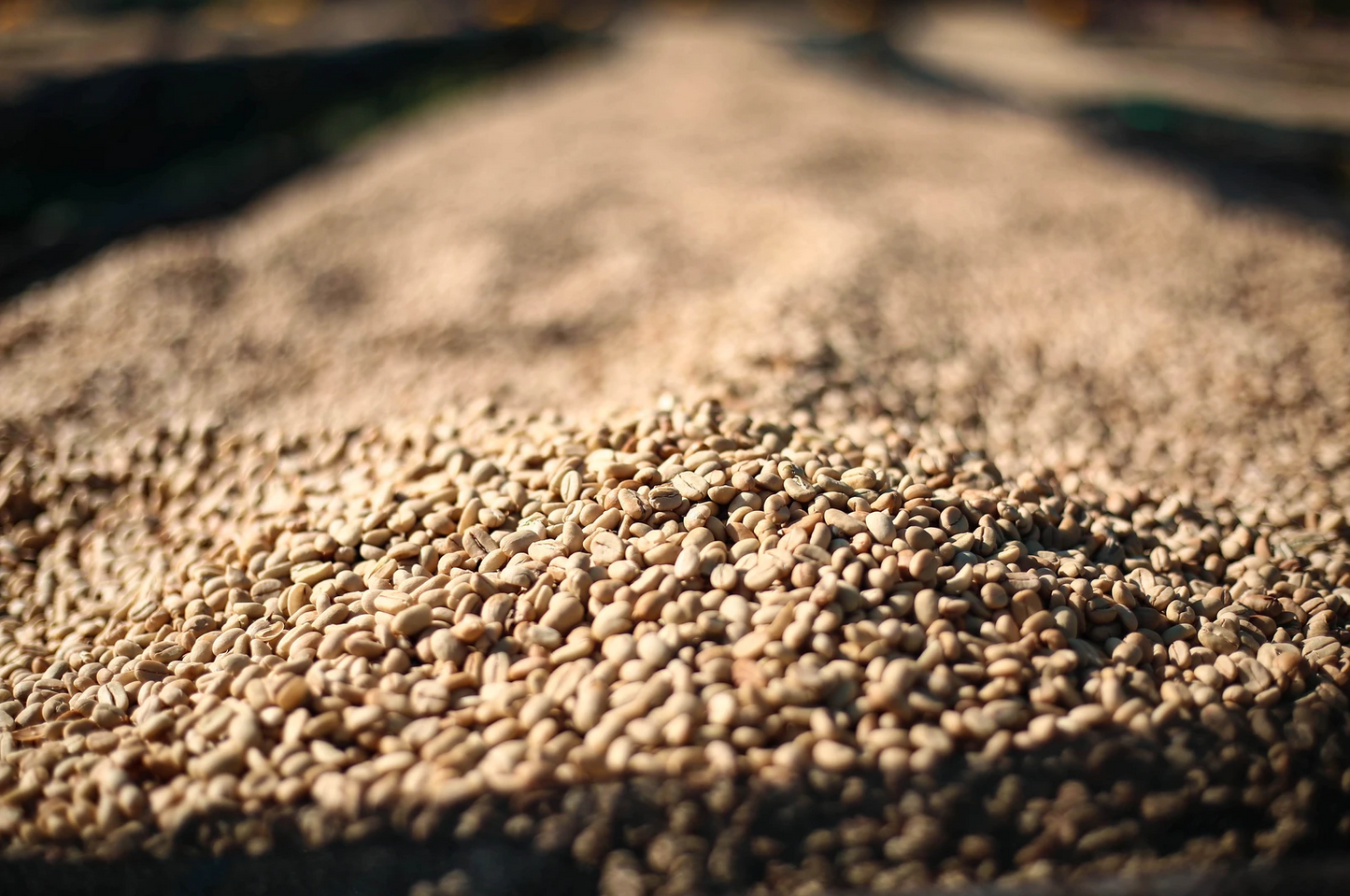 Ethiopia Banko Gotiti Washed V5COFFEE