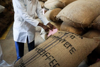 Kenya Gititu AA | Washed V5COFFEE