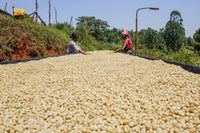 Kenya Gititu AA | Washed V5COFFEE