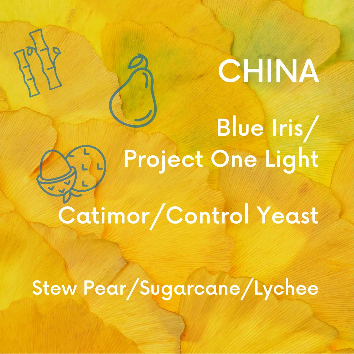 Rare China SL28 & Experimental Fermentation Bundle V5COFFEE