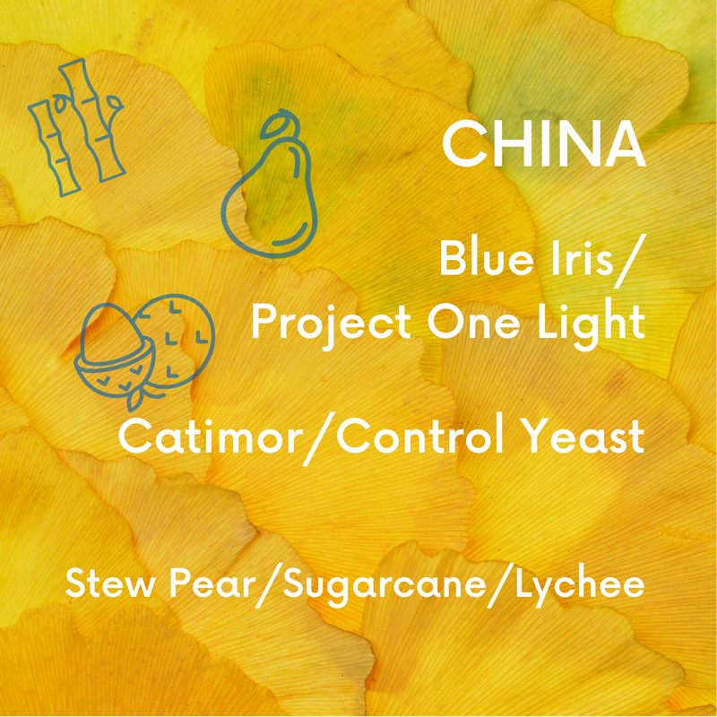 China Project One Light Blue Iris