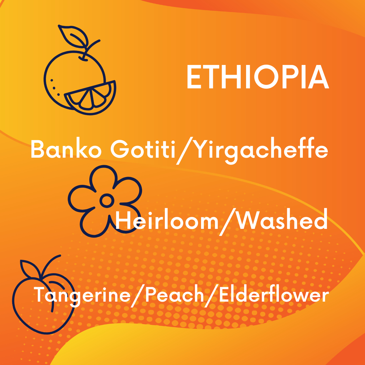 Ethiopia Banko Gotiti Washed V5COFFEE
