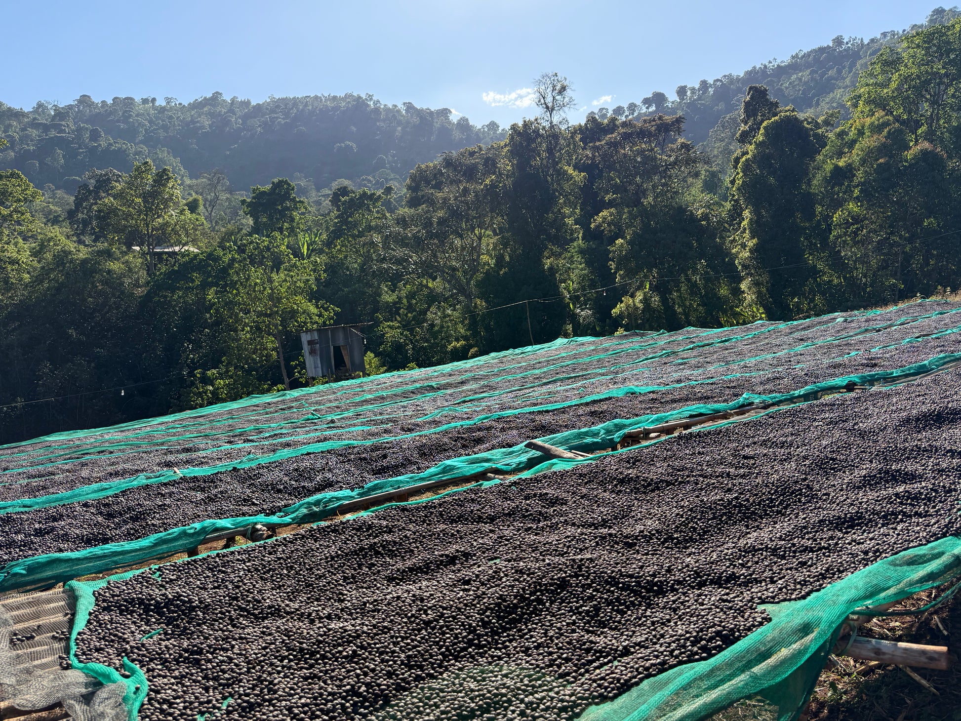Ethiopia Chelbesa Anaerobic Natural V5COFFEE