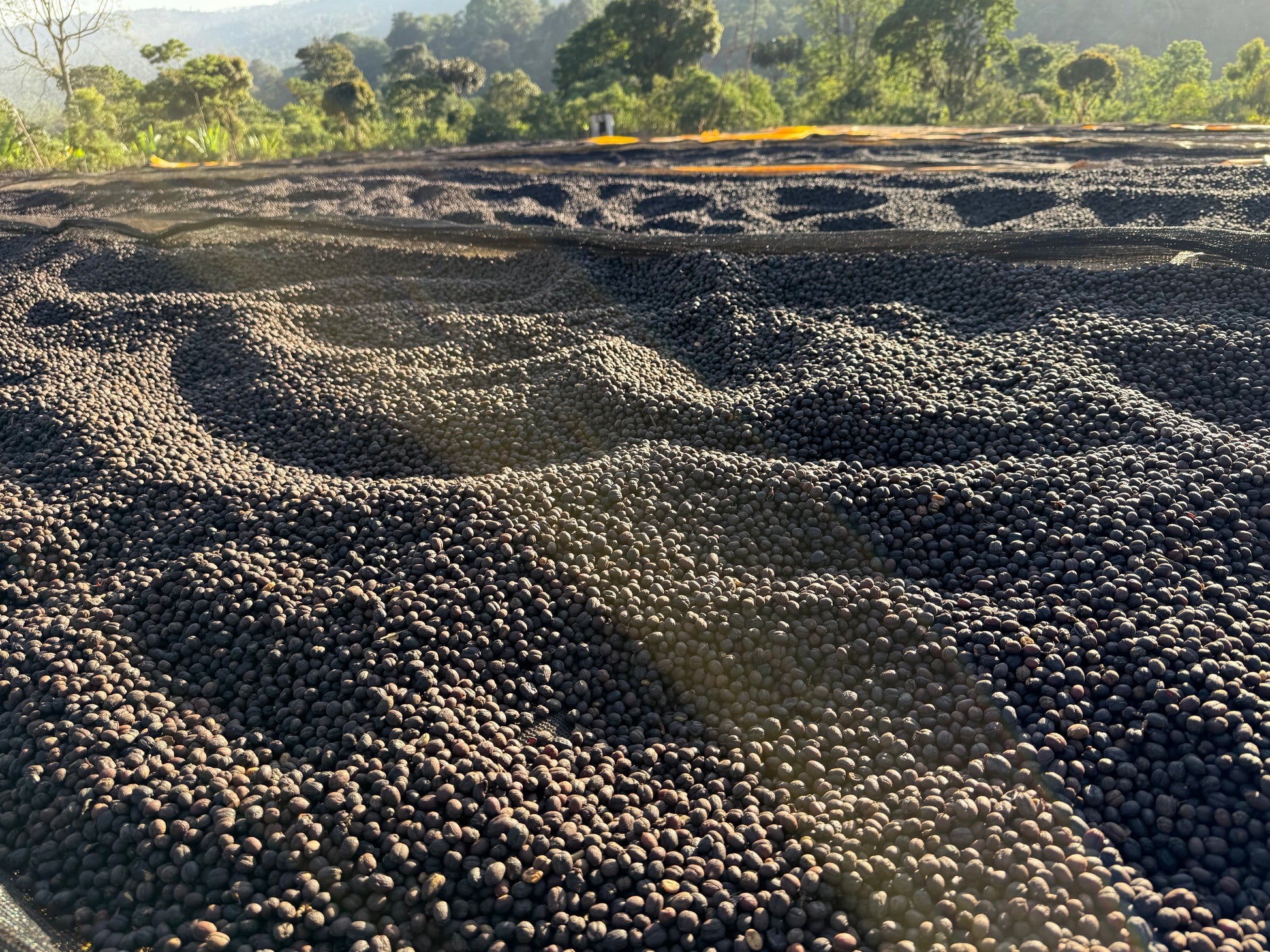 Ethiopia Chelbesa Anaerobic Natural V5COFFEE