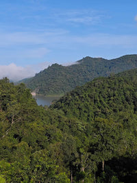 China Ruru - SL28 - Natural V5COFFEE