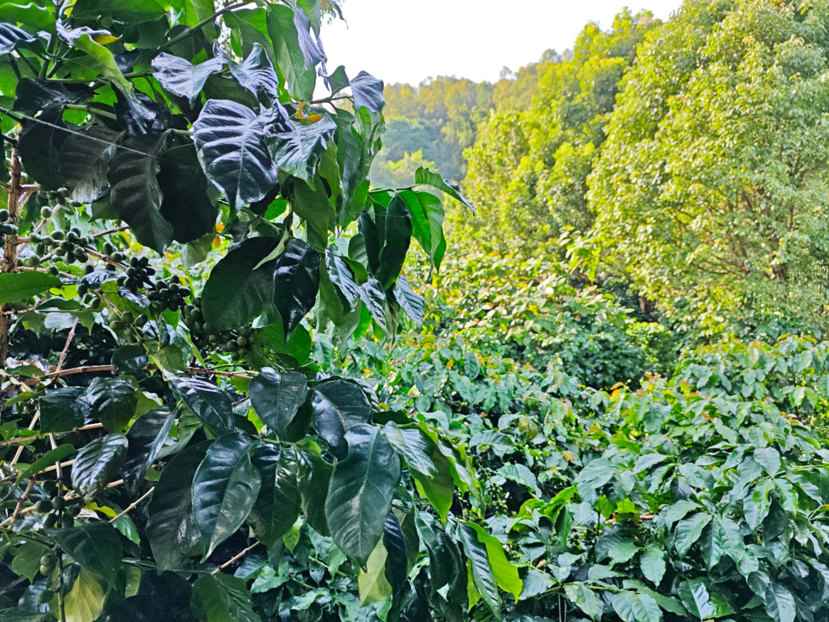 China Ruru - SL28 - Natural V5COFFEE