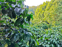 China Ruru - SL28 - Natural V5COFFEE