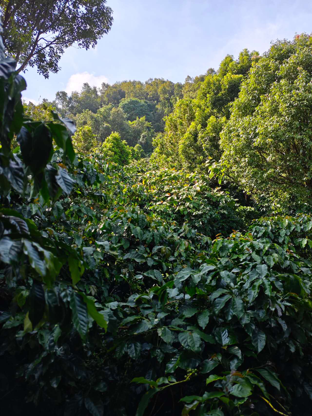 China Ruru - SL28 - Natural V5COFFEE