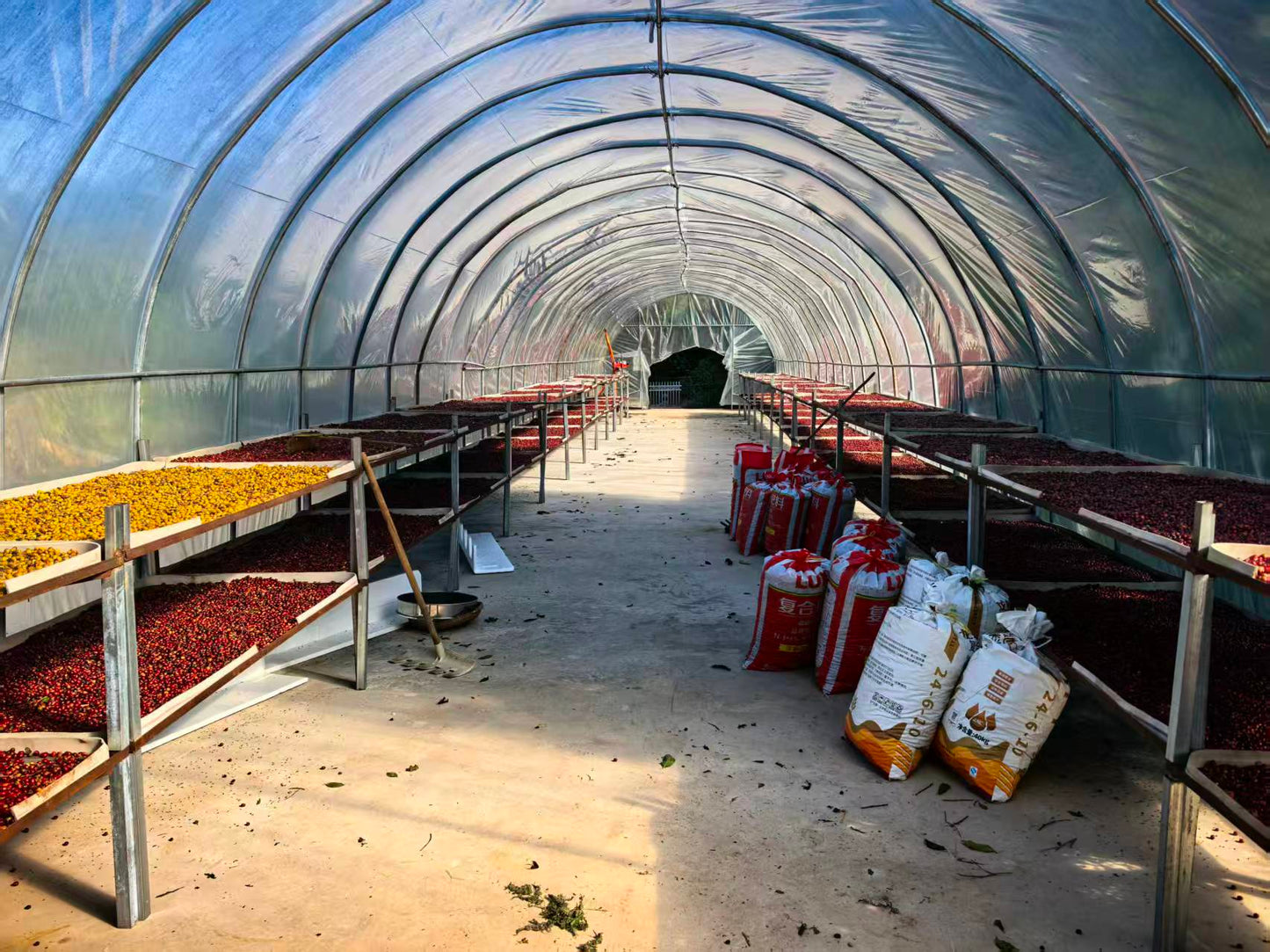 China Ruru - SL28 - Natural V5COFFEE