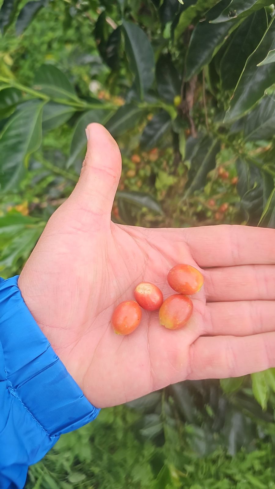 Colombia Casa Amarilla V5COFFEE