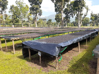 Ethiopia Shantawene Natural V5COFFEE