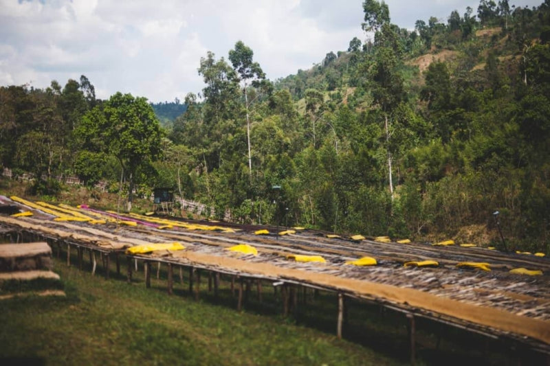Ethiopia Shantawene Natural V5COFFEE