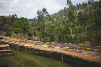 Ethiopia Shantawene Natural V5COFFEE