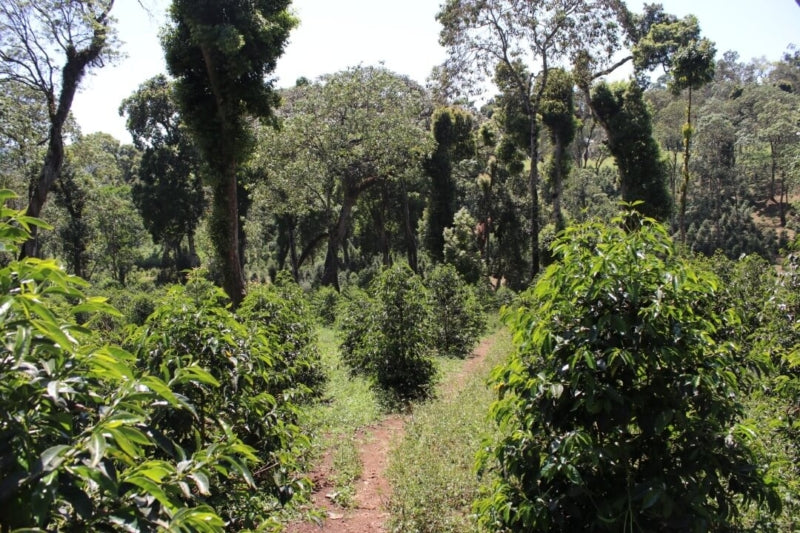 Ethiopia Shantawene Natural V5COFFEE
