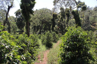 Ethiopia Shantawene Natural V5COFFEE
